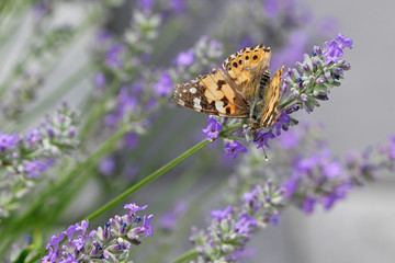 Vanessa cardui - Butterfly Tortoiseshell on lavender flower.