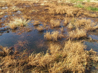 雨上がりの刈田風景
