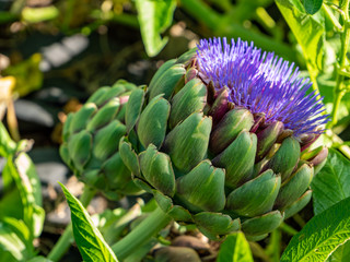 Artischocke in voller Blüte