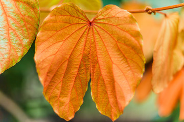 Orange autumn leaf isolated