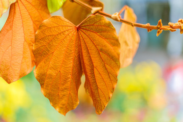 Orange autumn leaf isolated