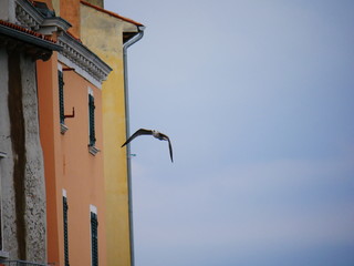 Rovinj, Kroatien: Eine Möve fliegt entlang der Gebäudezeile an der Halbinsel