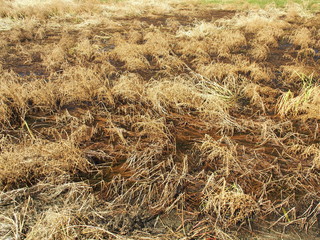 雨上がりの刈田風景