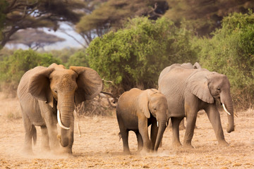 Fototapeta na wymiar African elephants in Amboseli National Park. Kenya, Africa.