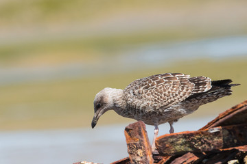 Goelant argenté juvenil 