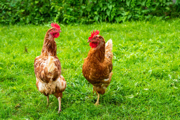 gallinas ecológicas en un campo disfrutando y comiendo libremente