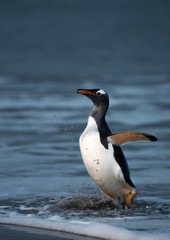 Fototapeta na wymiar gentoo penguin emerging from the sea at dusk