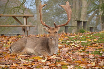 A deer in a forest next to Powis castle