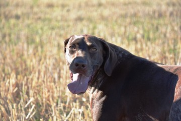 perro de caza en el campo con la lengua fuera
