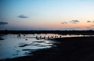 gentoo penguins returning home at dusk - 290008290