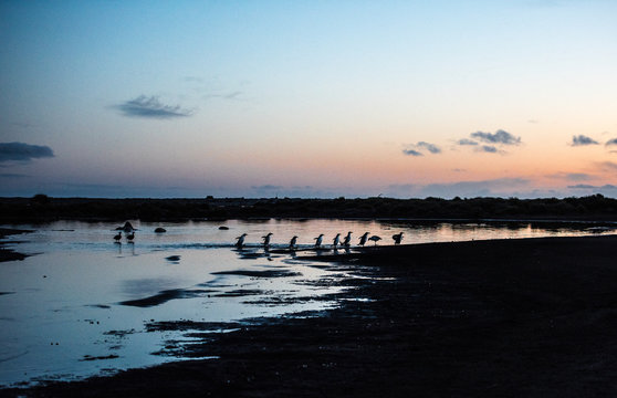 gentoo penguins returning home at dusk © John
