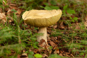 Wild edible mushroom in forest, harvesting in autumn.