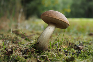 Birkenpilz, Leccinum scabrum