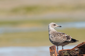 Goelant argenté juvenil 