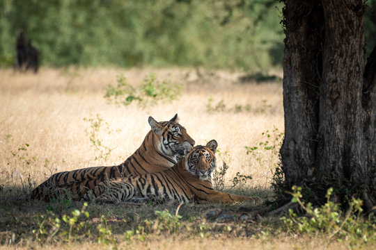 Wildlife scene of  Mother Tiger Ladali or T8 and her cubs are under shadow or shade of big tree during one morning safari at Ranthambore National Park, Rajasthan, India - Panthera Tigris Tigris