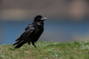 Common raven sitting on a meadow
