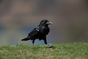 Common raven sitting on a meadow