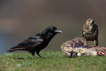 Common raven sitting on a meadow