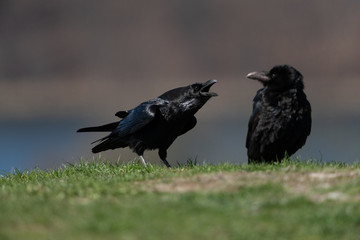 Common raven sitting on a meadow
