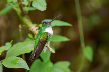 Collared Inca - Coeligena torquata, beautiful black and white hummingbird from Andean slopes of South America, Guango Lodge, Ecuador.