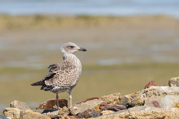 Goelant argenté juvenil 