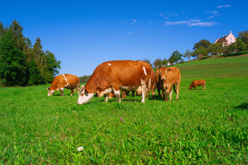 Lovingly kept cattle herd, suckler cows, in the region of Lake Constance. On the hill the baroque, small castle of the village Freudental.