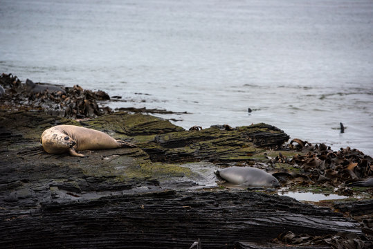 Elephant Seal Looks Warily At Two Hunting Orcas At Sea