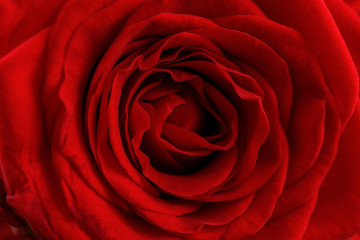 Red beautiful rose. Close-up. Valentine. Red Heart Rose.