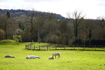 Alpacas sitting in a green grass field