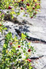 red berries in daylight on stone background
