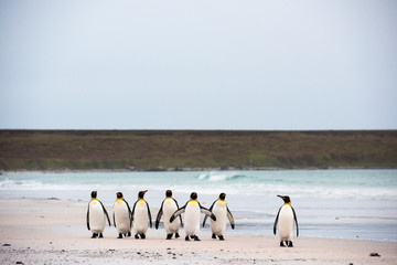 king penguins walking together on the beach - 290010839