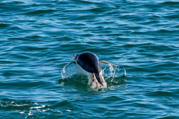 gentoo penguin porpoising in the sea - 290011214