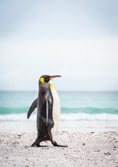 pingwin królewski dumnie na plaży - 290011400