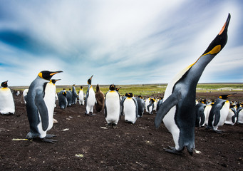 king penguin calling rookery - 290011858