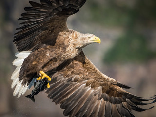 Fototapeta premium The White-tailed Eagle, Haliaeetus albicilla just has caught a fish from water, colorful environment of wildness. Also known as the Ern, Erne, Gray Eagle, Eurasian Sea Eagle. Nice summer background...