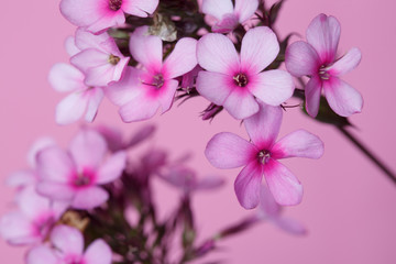Fototapeta na wymiar Branch of lilac phlox Isolated on a pink background, close-up.