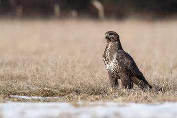 The Common Buzzard, Buteo buteo is sitting in the snow in winter environment of wildlife. ..