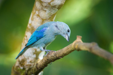 Thraupis episcopus Blue and gray Tanager perches on a tree branch in Trinidad and Tobago nature