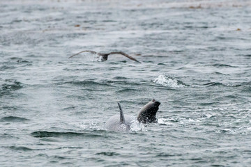 orca killing elephant seal pup - 290012064
