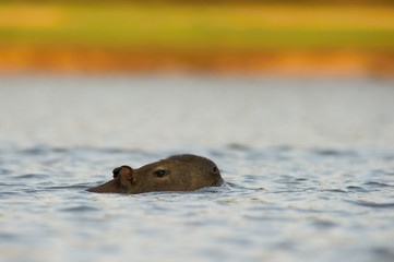 Capybara in the river. The biggest mouse around the world, Capybara, Hydrochoerus hydrochaeris,...