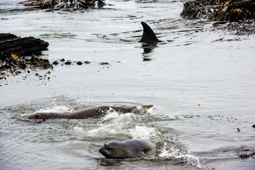 orca hunting elephant seal pups - 290012233