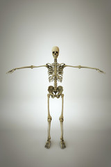 woman anatomy model