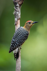 Melanerpes rubricapillus rubricapillus, Red-crowned woodpecker The bird is perched on the branch in nice wildlife natural environment of Trinidad and Tobago..