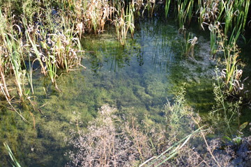 Natural Pond with Many Plants