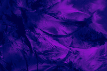 Beautiful closeup textures abstract colorful dark black and purple feathers and darkness pattern feather wallpaper and background