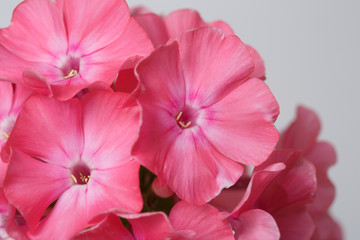 A branch of pink phlox isolated on a gray background, close-up.