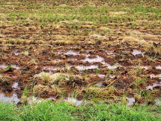 耕作された雨上がりの刈田風景