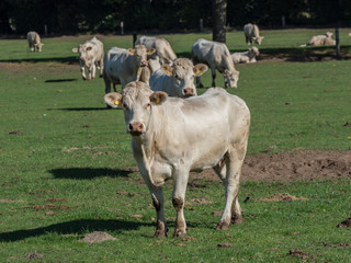 Weisse Kühe im Münsterland