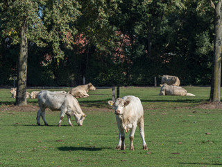 Weisse Kühe im Münsterland