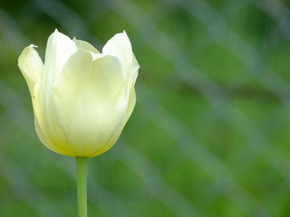 close-up shot of a white and yellow tulip on a blurry green background